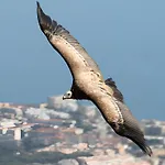 Apartment Blue Benalmadena
